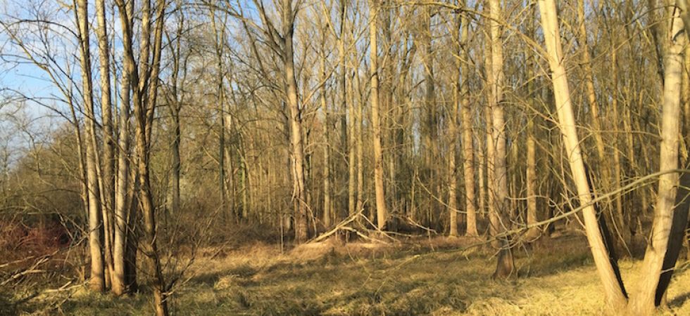 Auenwald bei Trebur